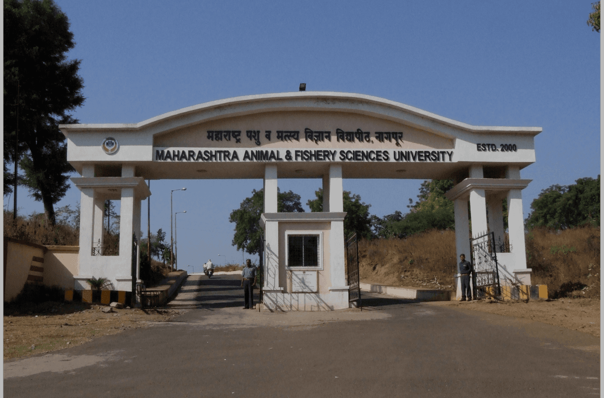 MAFSU-gallery-image-4