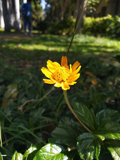 SCMPICA Anand-gallery-image-5