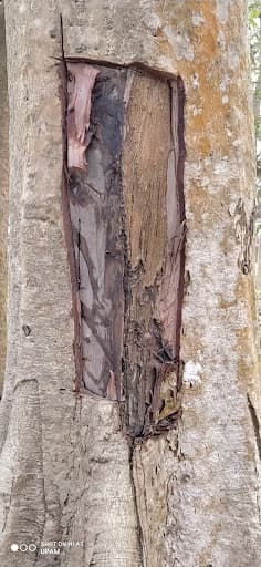 BIPS-gallery-image-7