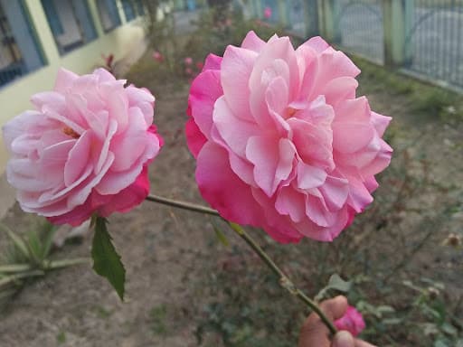 Bagchi Jamsherpur Namita Sankar B.Ed. College-gallery-image-7