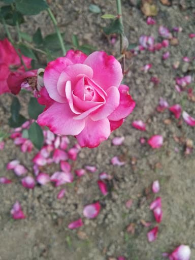 Bagchi Jamsherpur Namita Sankar B.Ed. College-gallery-image-5