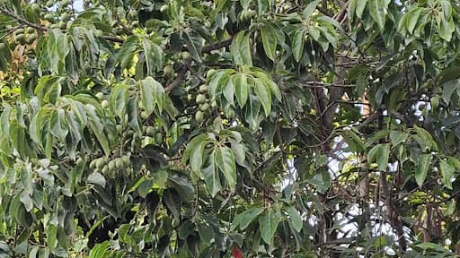 NSU Imphal-gallery-image-7